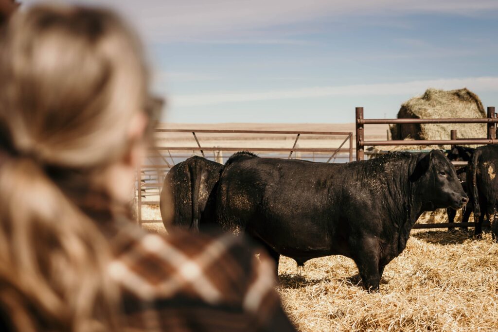 woman looking at bulls