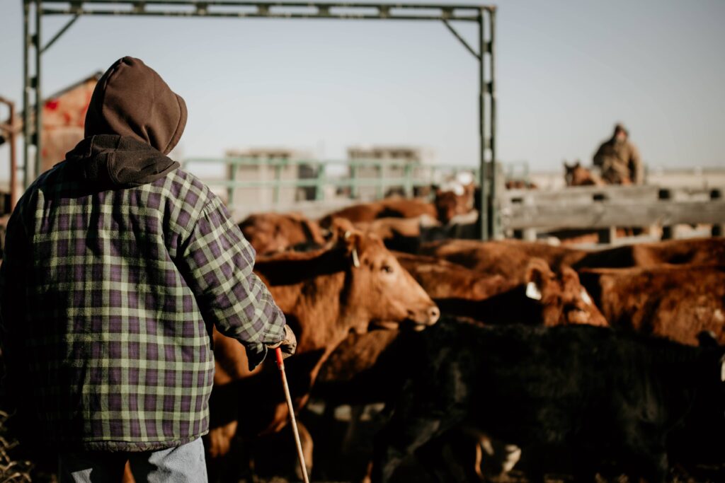 man sorting cows