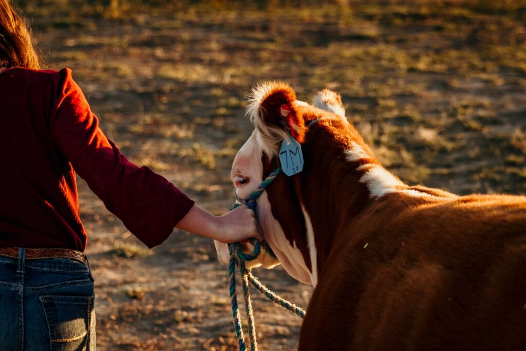 close up of hand leading a 4-H steer