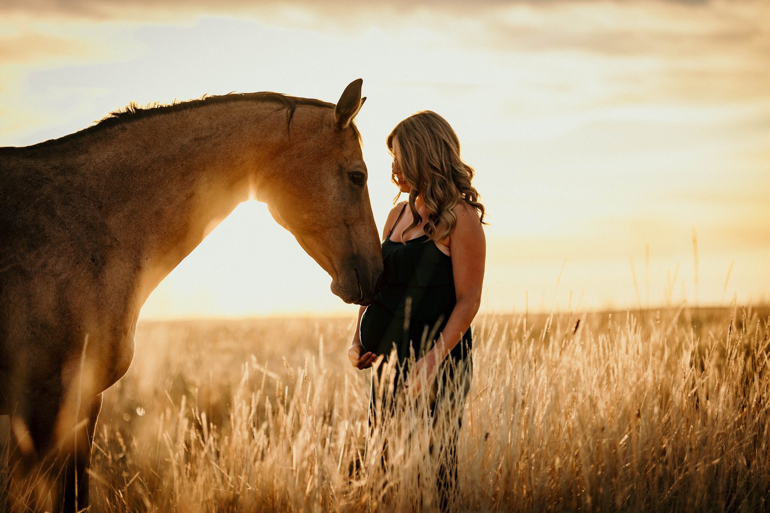 Horse nuzzling the baby bump during a quiet moment in the pasture. during medicine hat maternity photos