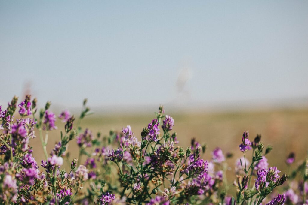 blooming alfalfa