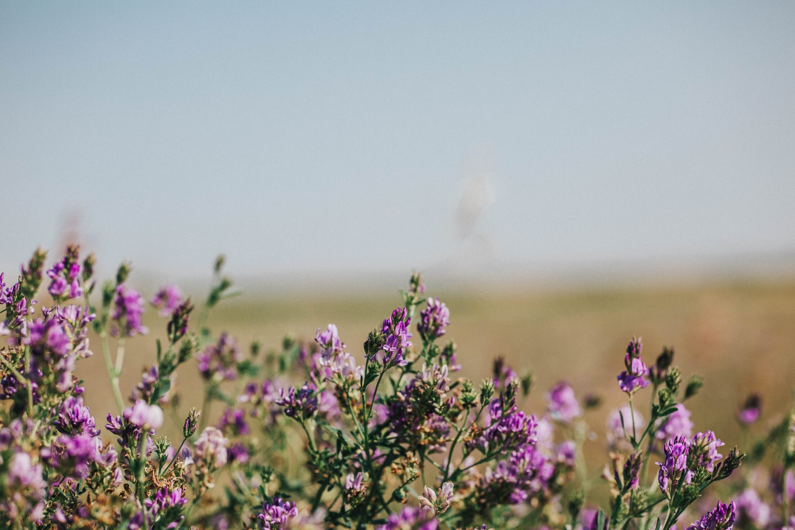 blooming alfalfa