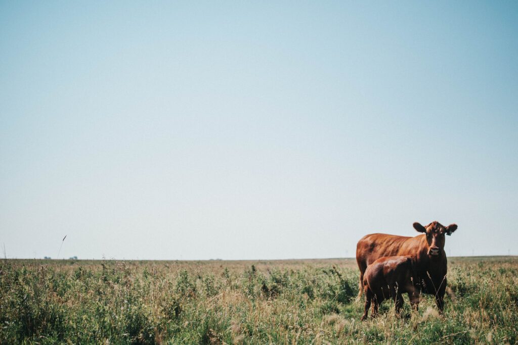 red angus cow and calf grazing
