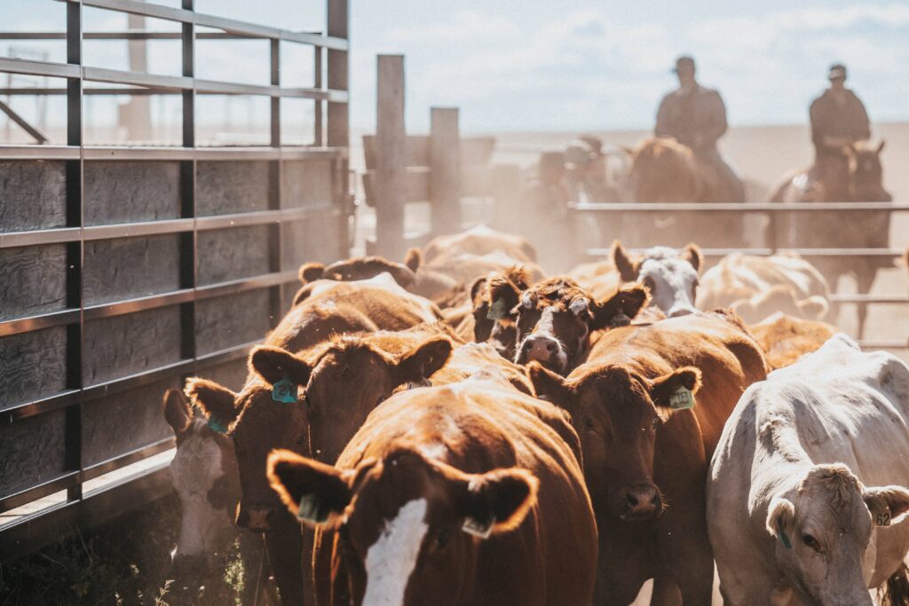 cattle moving down a chute in the dust